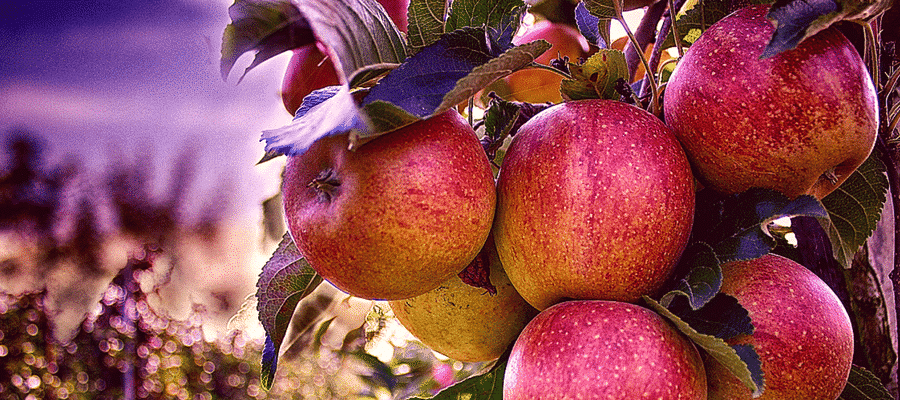 Red apples in orchard