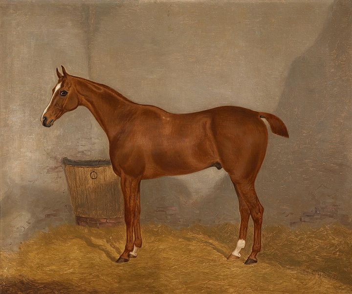 File:F Clifton Pferdeportrait 1 1883.jpg