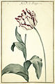 Karlsruher Tulpenbuch 08.jpg