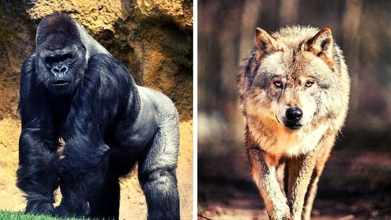 Alpha Male vs Sigma Male Gorilla vs Lone Wolf