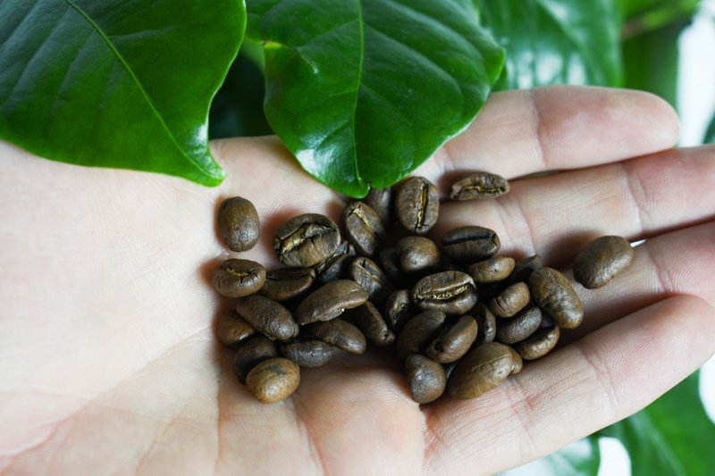 Driftaway coffee in hand next to coffee plant