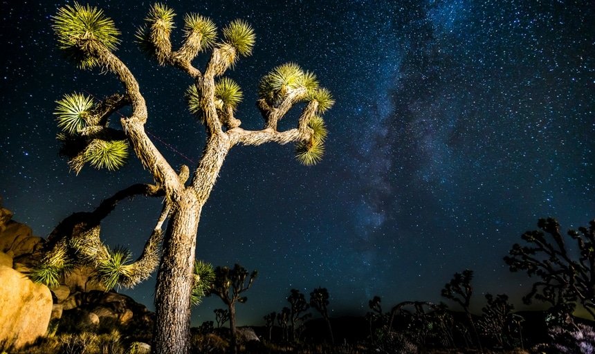 Joshua Tree on a starry night