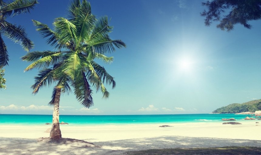 Palm tree on Anse Lazio beach Praslin island, Seychelles 