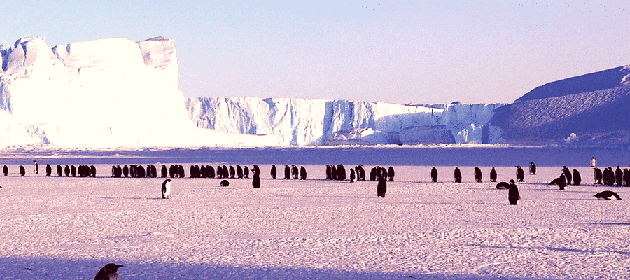 Penguins at Antarctica