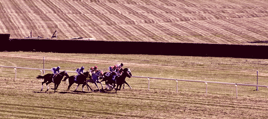 Horses at racetrack