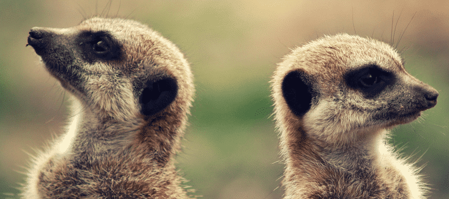 Two meerkats facing different directions